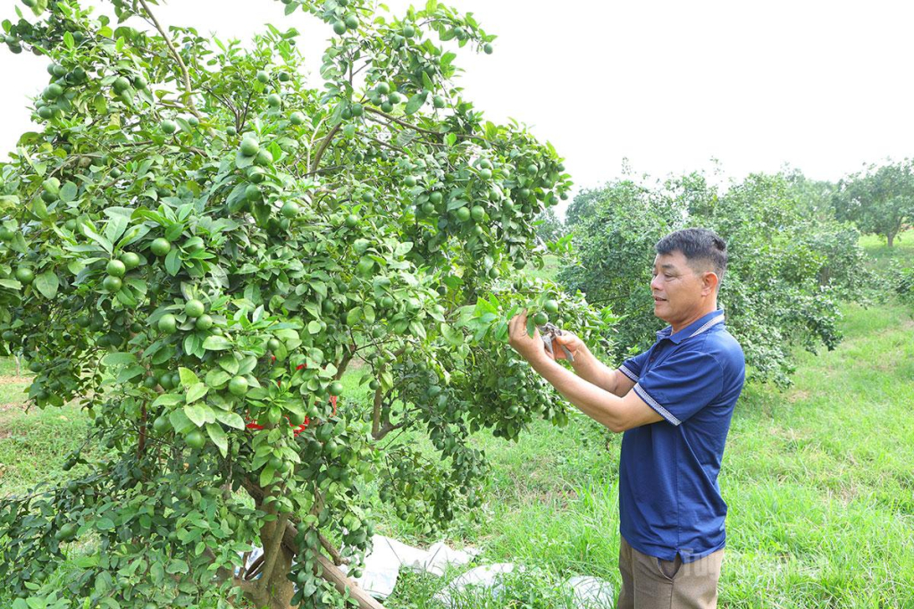 Từ mô hình cải tạo vườn tạp sang trồng chanh tứ thì gối gốc bưởi, gia đình ông Nguyễn Xuân Hiển thu lãi trên 100 triệu đồng mỗi năm.