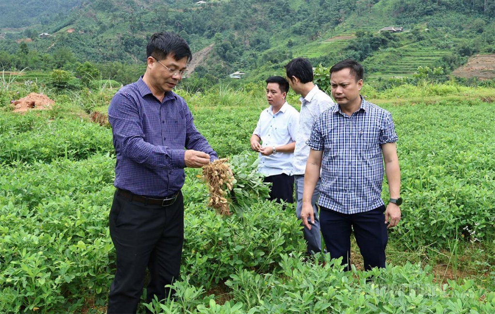 Lãnh đạo xã Khuôn Lùng trao đổi với đơn vị liên kết về mô hình trồng lạc đỏ.