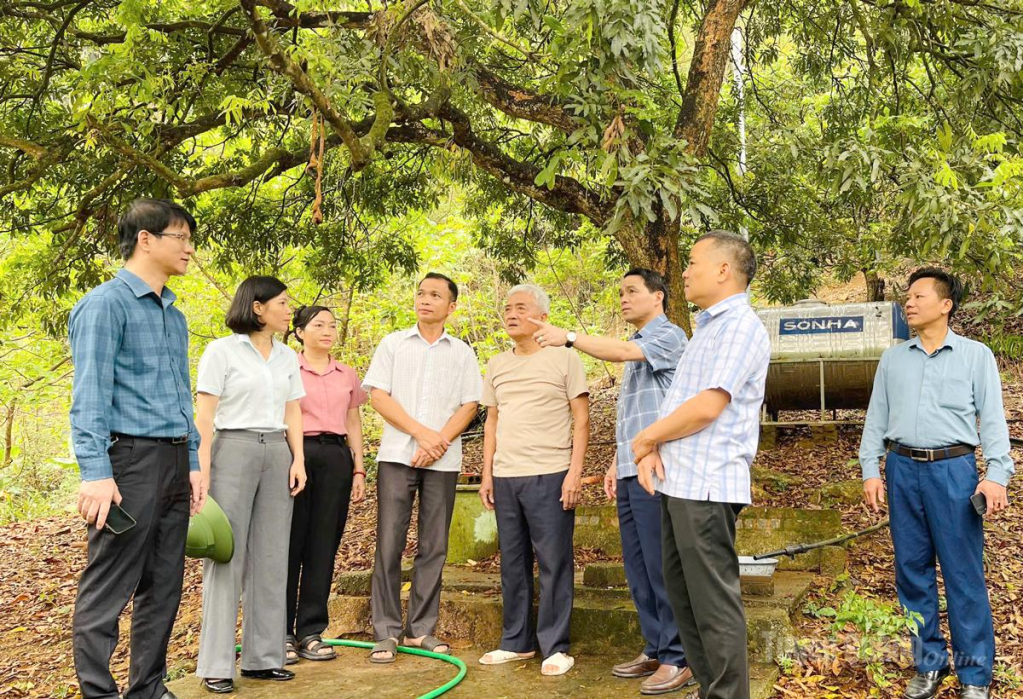 Các đồng chí lãnh đạo xã Bình Ca thăm, khảo sát mô hình trồng nhãn của hộ ông Bùi Văn Dũng.