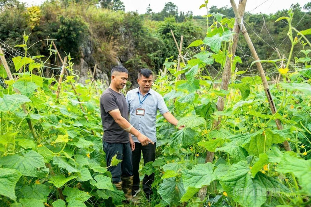 Mô hình trồng dưa chuột liên kết tại thôn Na Sàng, xã Bạch Đích. 