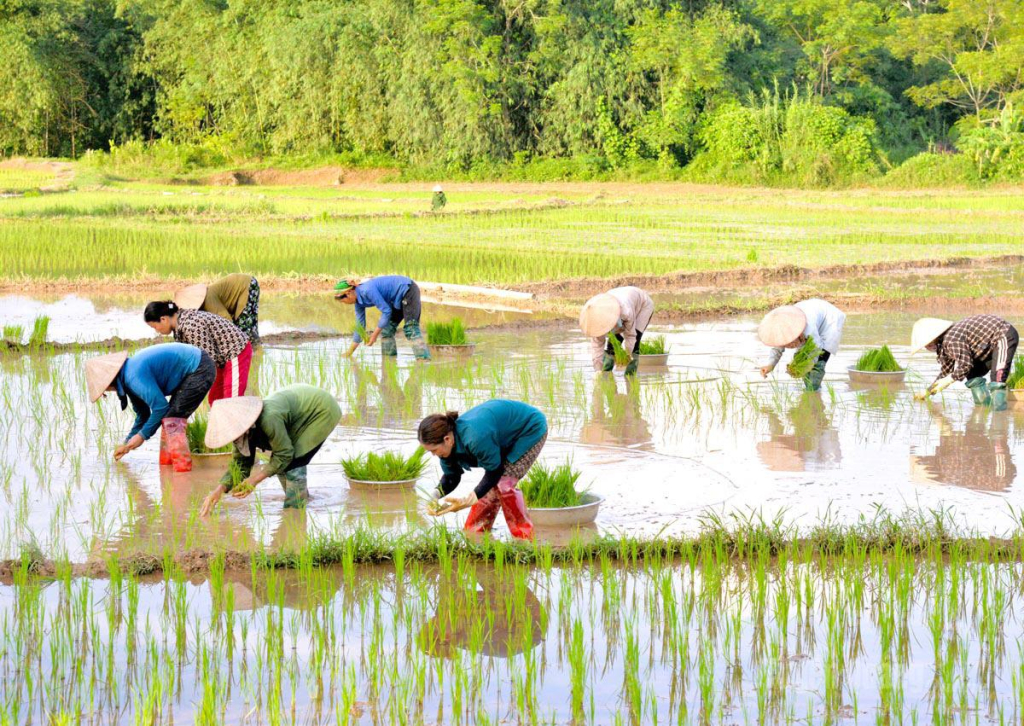 Người dân xã Bình Ca khẩn trương cấy lúa vụ Hè - Thu,  bảo đảm tiến độ sản xuất theo khung thời vụ.