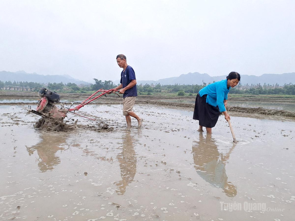 Người dân phường Hà Giang 1 làm đất, bảo đảm tiến độ gieo cấy vụ Hè - Thu theo kế hoạch.