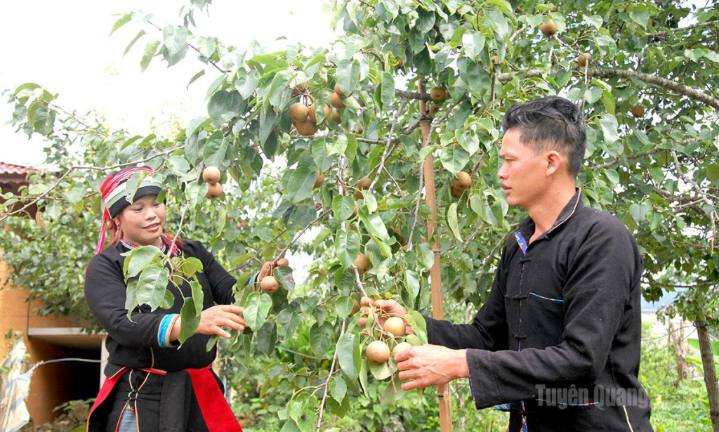 Từ các chính sách dân tộc, nhiều hộ dân ở xã Quản Bạ đầu tư phát triển cây lê đặc sản.