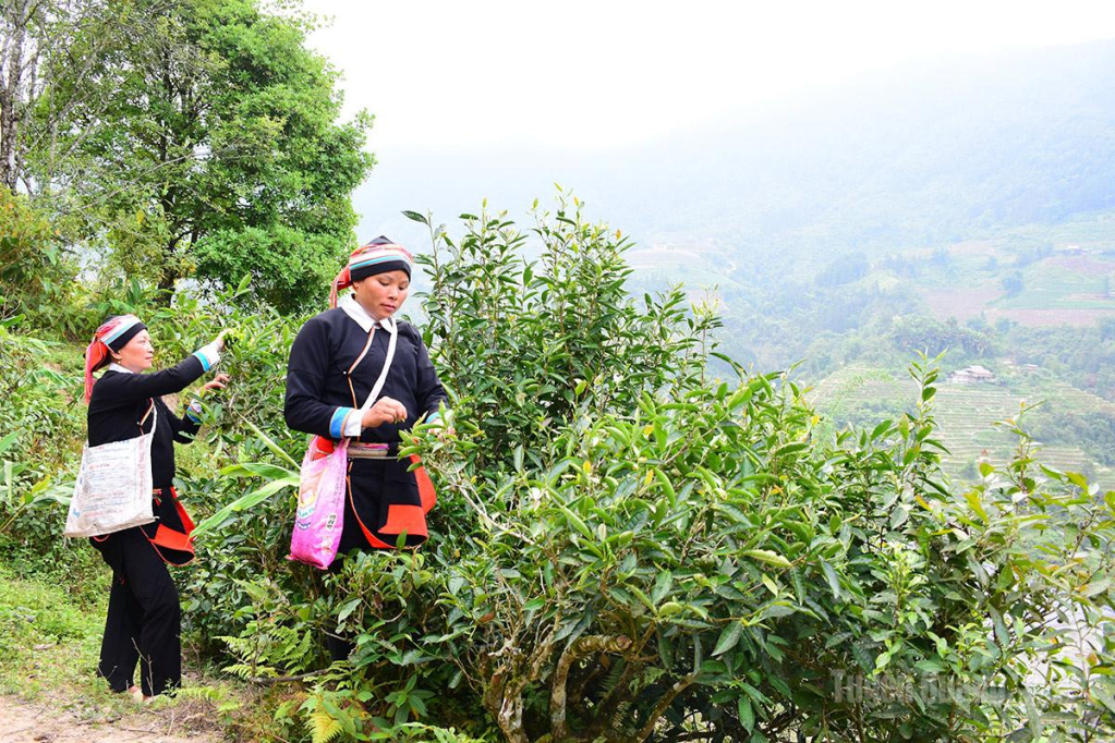Người dân thôn Nặm Tà, xã Lao Chải thu hoạch chè của gia đình.