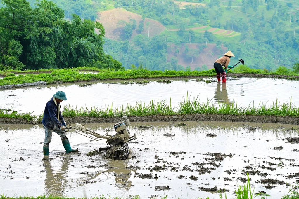 Mùa con nước đổ, nhà nhà tập trung ra đồng canh tác vụ lúa duy nhất trong năm.