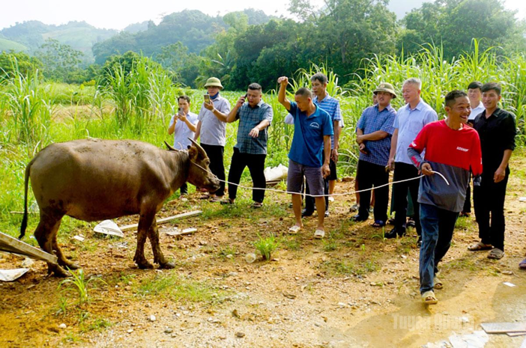 Người dân nhận trâu giống từ Dự án.