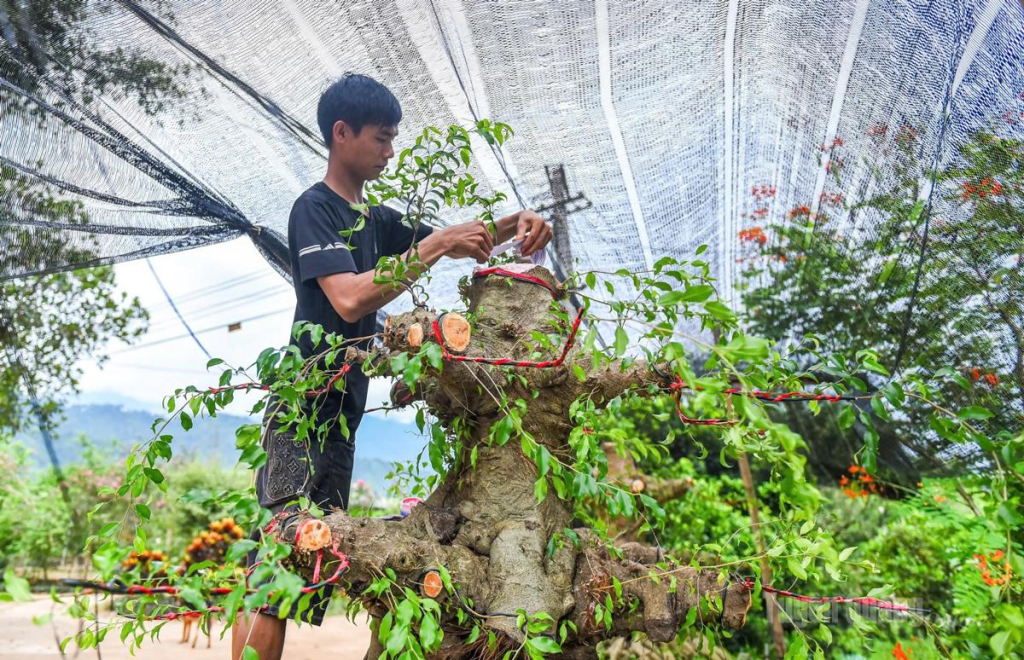 Nghề sản xuất và kinh doanh hoa, cây cảnh của thôn Mỹ Tân, xã Tân Quang mang lại nguồn thu nhập cao cho người dân trong thôn.