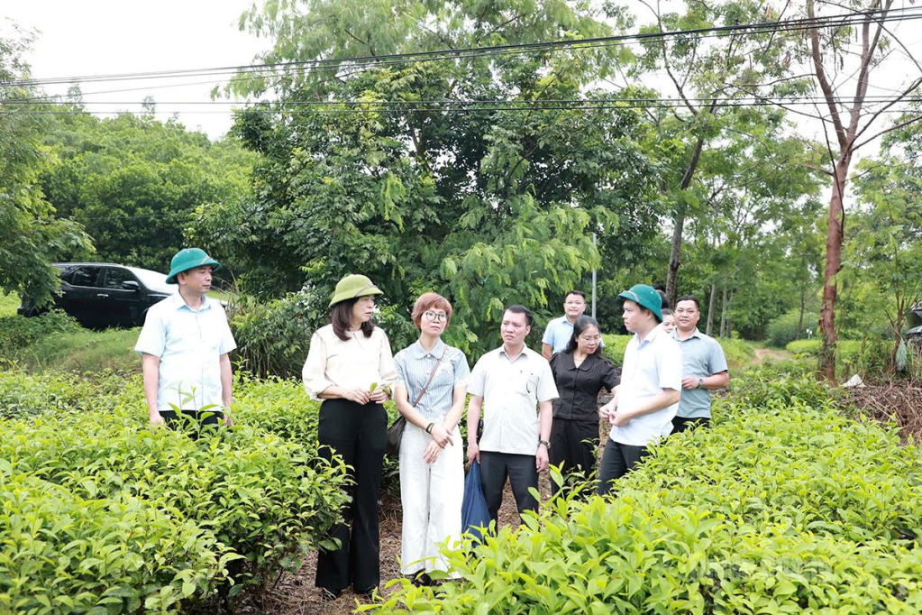 Đồng chí Phạm Thị Minh Xuân, Ủy viên Ban Thường vụ Tỉnh uỷ, Phó Chủ tịch HĐND tỉnh cùng Đoàn giám sát khảo sát dự án Khu đô thị An Mỹ Hưng trên địa bàn xã Nhữ Khê do Công ty TNHH Đầu tư và xây dựng Thành Hưng làm chủ đầu tư.