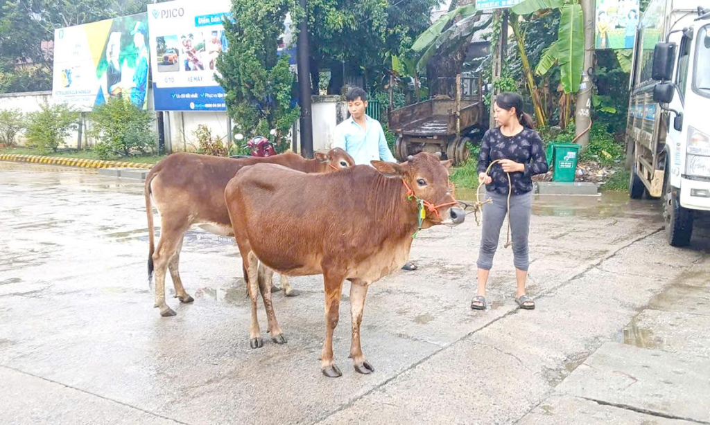 Người dân được hỗ trợ bò giống từ nguồn vốn Chương trình mục tiêu quốc gia giảm nghèo bền vững để phát triển sinh kế bền vững.