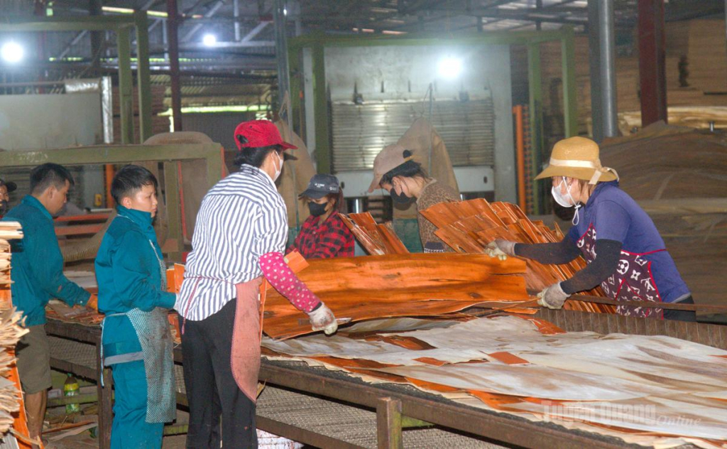 Công ty Cổ phần Trạch Duy, xã Thanh Thủy duy trì ổn định hoạt động sản xuất gỗ ván ép để xuất khẩu sang Hàn Quốc, các nước EU và thị trường nội địa.