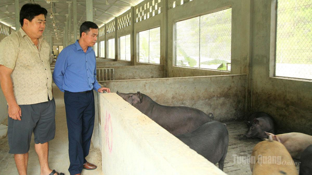 Hộ anh Sỹ Văn Cường, thôn Kéo Hẻn duy trì đàn lợn quy mô lớn theo hướng sản xuất hàng hóa.
