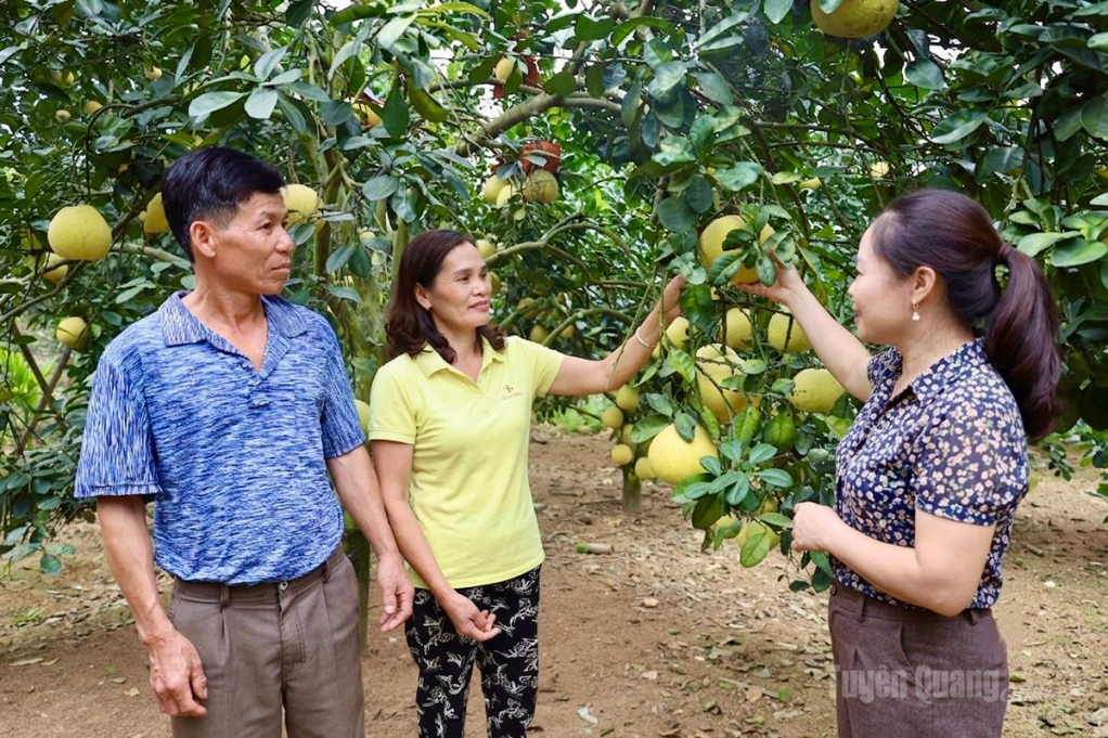 Cán bộ xã Xuân Vân trao đổi với người dân về phát triển vùng nguyên liệu bưởi đường Soi Hà.