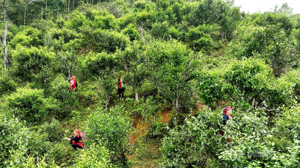 Vùng chè Shan tuyết cổ thụ tại xã Hồ Thầu được khai thác gắn với phát triển sản phẩm OCOP và du lịch cộng đồng.