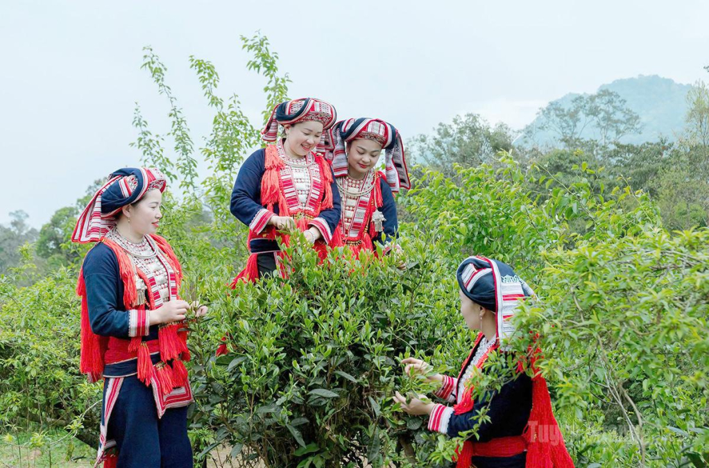 Người dân xã Hồ Thầu đẩy mạnh phát triển vùng chè Shan tuyết tập trung, mở rộng liên kết sản xuất và nâng cao giá trị nông sản.