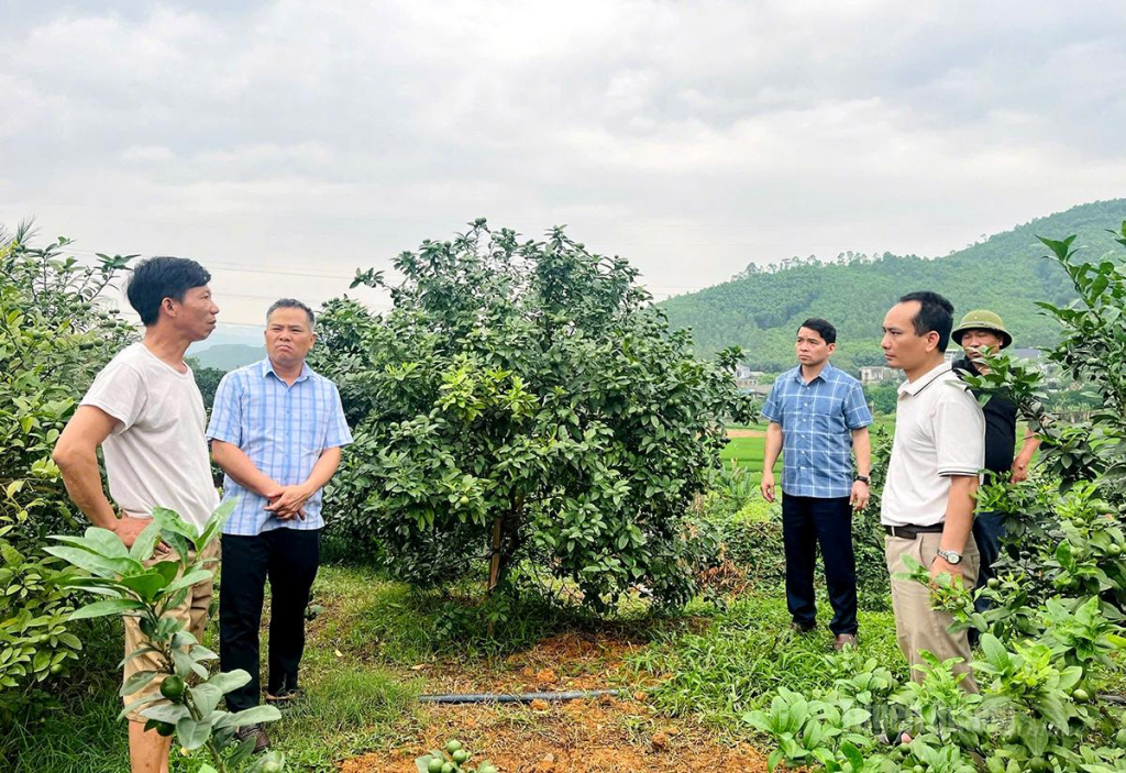 Mô hình trồng chanh tại xã Bình Ca mang lại thu nhập ổn định cho người dân, mở ra triển vọng hình thành vùng sản xuất tập trung sau sáp nhập thôn.