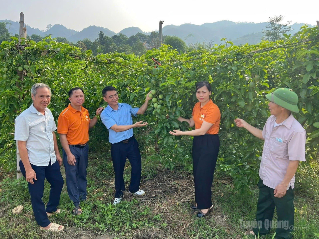 Mô hình trồng chanh dây tại xã Yên Nguyên đã mang lại nguồn thu nhập ổn định cho người dân trên địa bàn