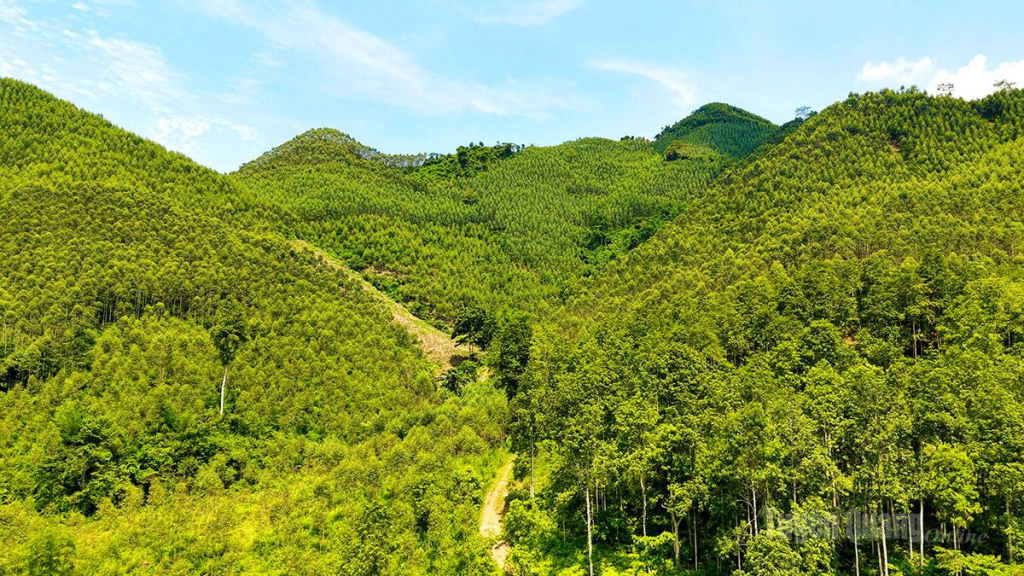 Rừng kinh tế xã Tân Long xanh tốt.