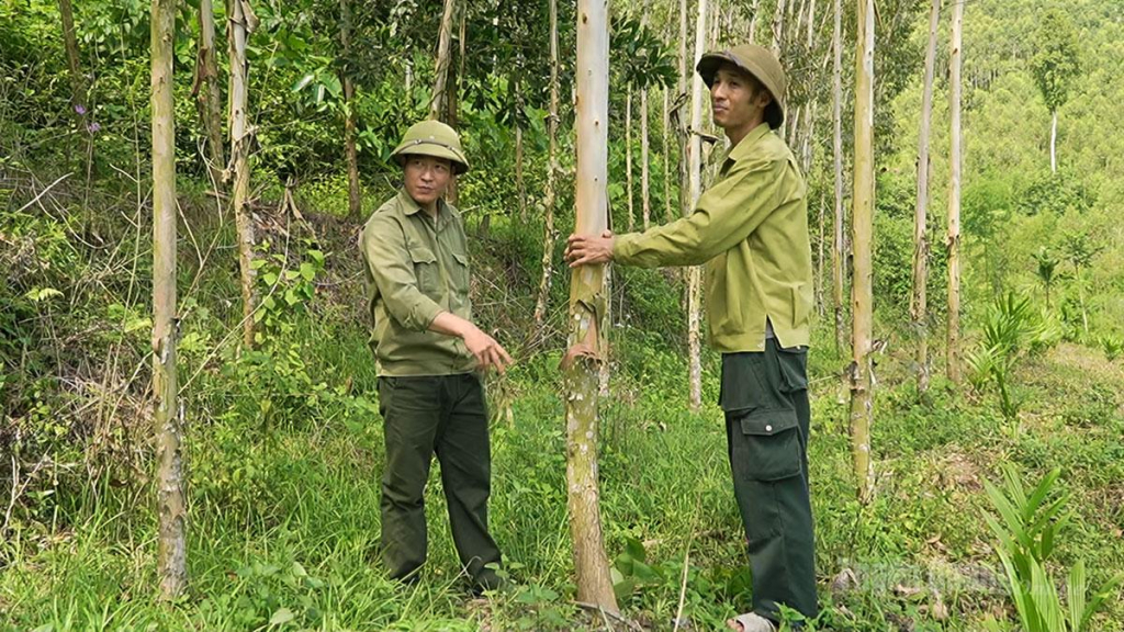 Rừng bạch đàn của người dân xã Tân Long sinh trưởng, phát triển tốt.