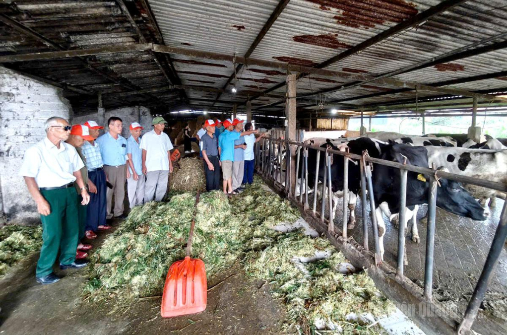 Đoàn tham quan, tìm hiểu  mô hình chăn nuôi bò sữa tại phường Vân Sơn.