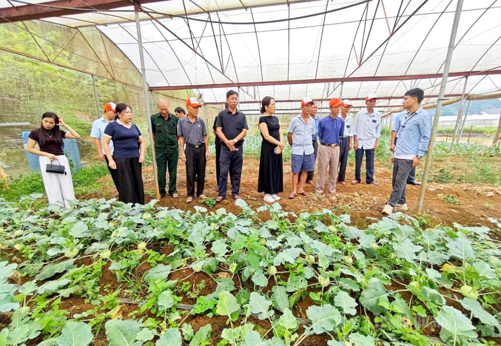 Đoàn tham quan, tìm hiểu mô hình trồng rau tiêu chuẩn VietGAP tại tỉnh Sơn La.