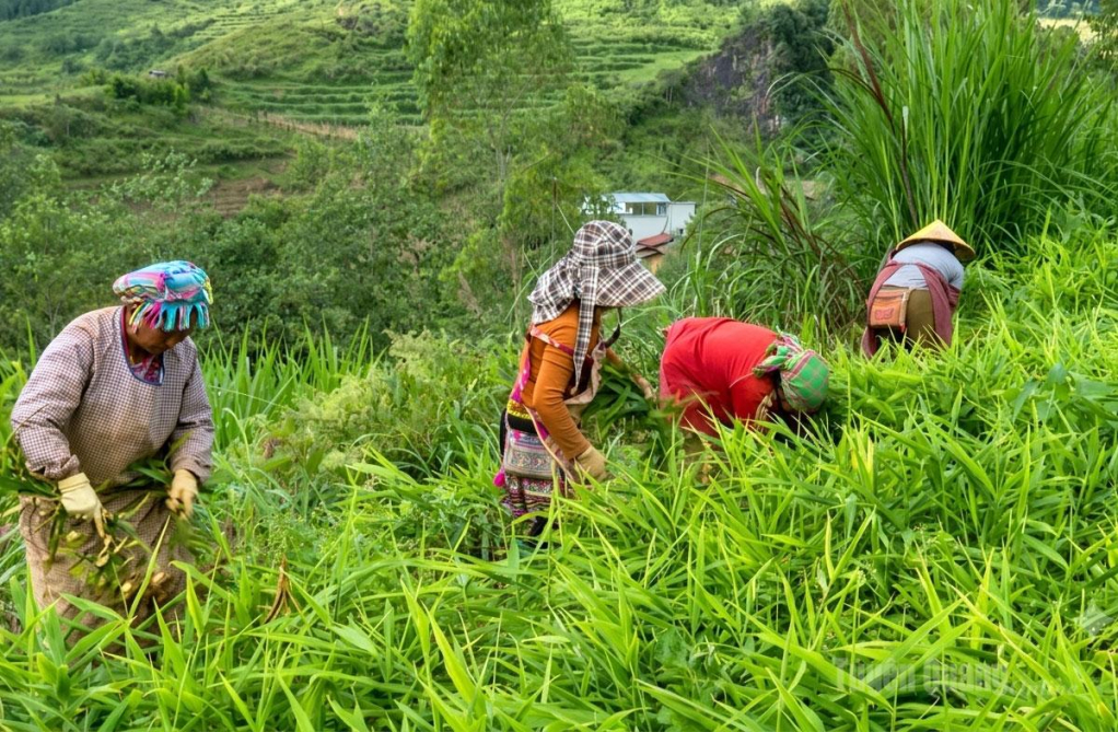 Từ các cuộc giám sát của HĐND các cấp, xã Thượng Nông nhân rộng phát triển mô hình trồng cây sa nhân, nâng cao thu nhập.