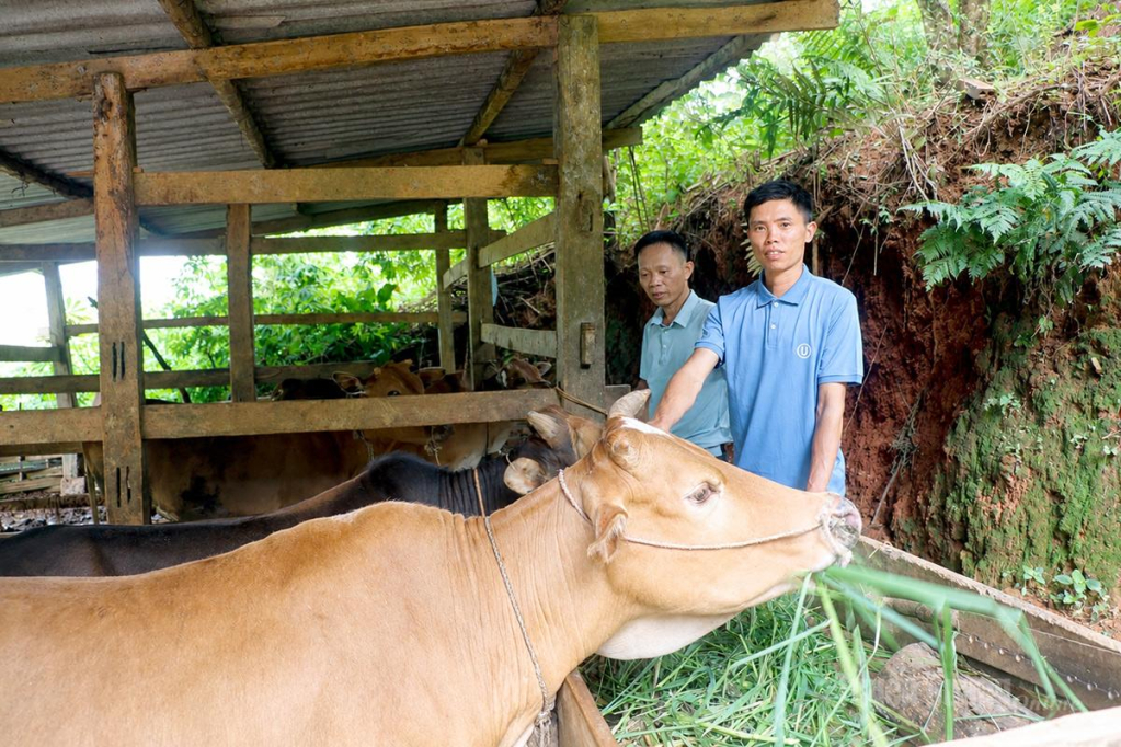 Nguồn vốn Chương trình MTQG giúp anh Bồn Văn Bằn, thôn Nà Viền nhân rộng mô hình nuôi bò, vươn lên thoát nghèo.