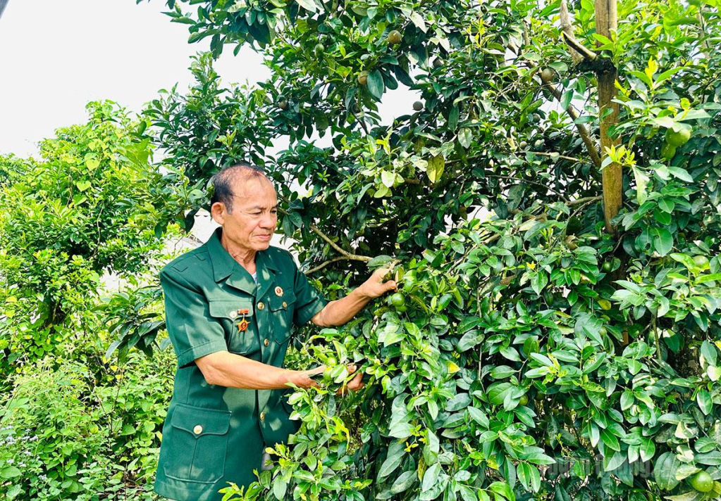 Cựu chiến binh Đỗ Văn Thể, tổ dân phố Giếng Đõ,  phường Mỹ Lâm chăm sóc vườn chanh của gia đình.