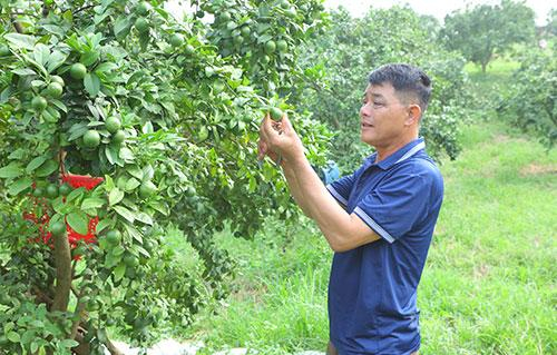 Ông Nguyễn Xuân Hiển, thôn Gia Cát, xã Phú Lương thu nhập cao  từ trồng chanh ghép gốc bưởi.