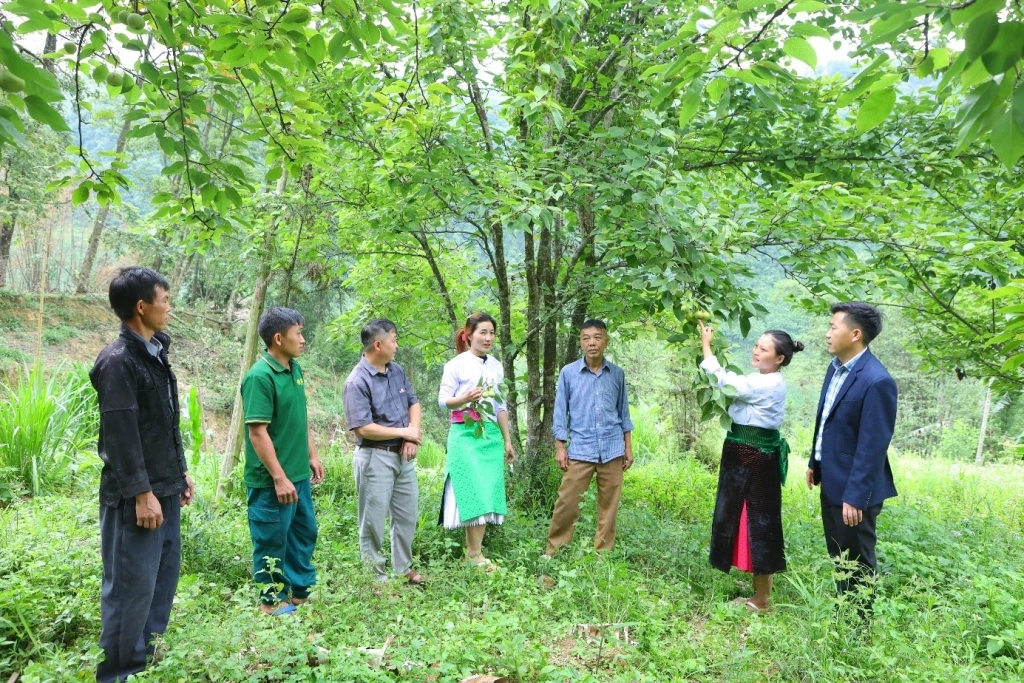 Bí thư Chi bộ trẻ Giàng Thị Mai, xã Lũng Cú (đứng thứ 2 từ phải qua trái) vận động đồng bào Mông chuyển đổi cơ cấu cây trồng, mở rộng diện tích trồng lê chất lượng cao.