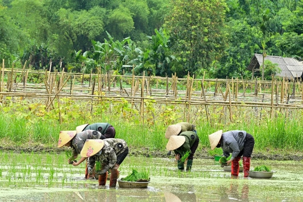 Mùa cấy ở thôn Làng Chang, xã Yên Nguyên.