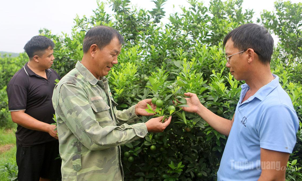 Đổi đời từ c&acirc;y chanh giấy ở Ph&uacute; Lương