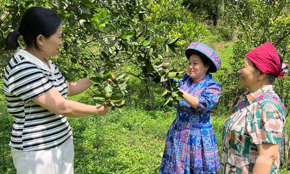 Sức sống ở bản M&ocirc;ng Ng&ograve;i Kh&ugrave;
