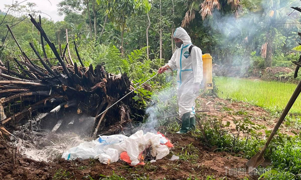 Xuất hiện dịch c&uacute;m gia cầm A/H5N1 tại x&atilde; Đồng T&acirc;m