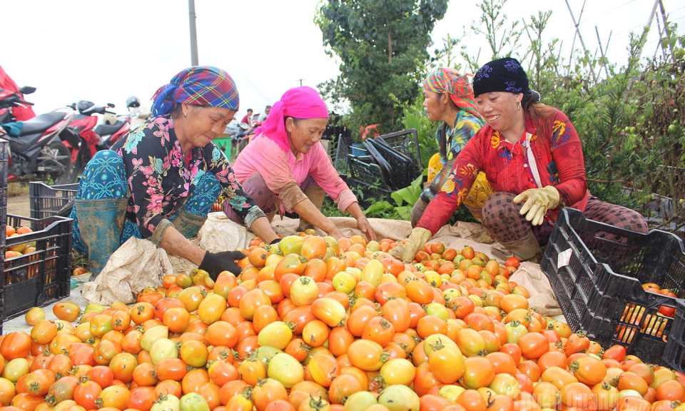Vui m&ugrave;a thu hoạch c&agrave; chua