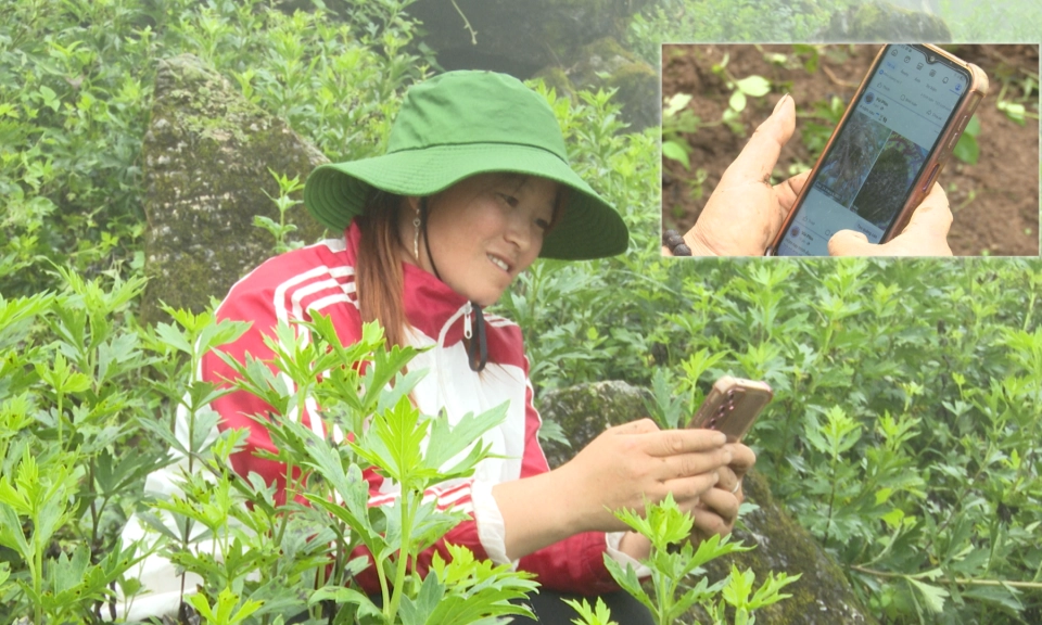 M&ugrave;a ấu tẩu nơi v&ugrave;ng bi&ecirc;n T&ugrave;ng V&agrave;i