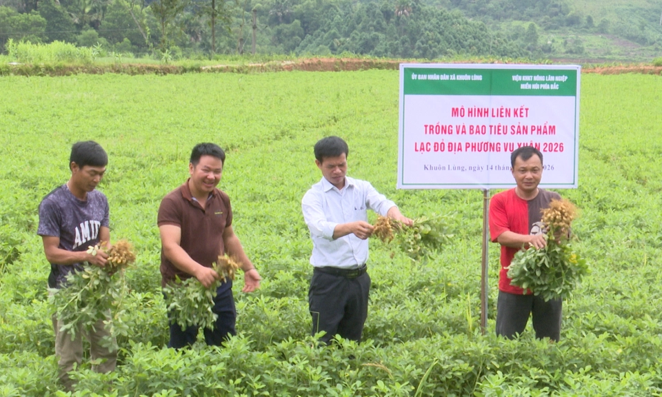 Triển vọng m&ocirc; h&igrave;nh trồng lạc ở x&atilde; Khu&ocirc;n L&ugrave;ng