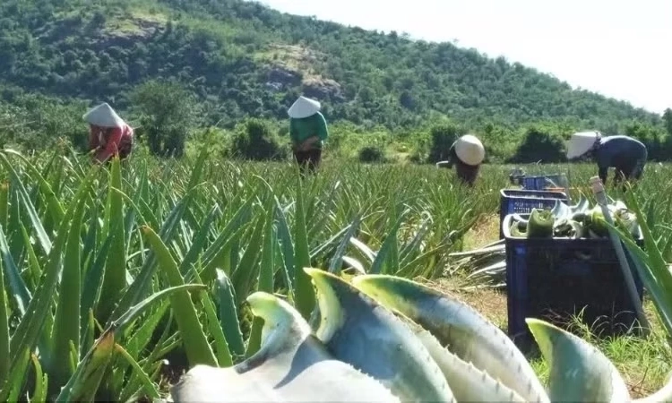 Ban h&agrave;nh nhiều ch&iacute;nh s&aacute;ch ưu đ&atilde;i về khuyến n&ocirc;ng