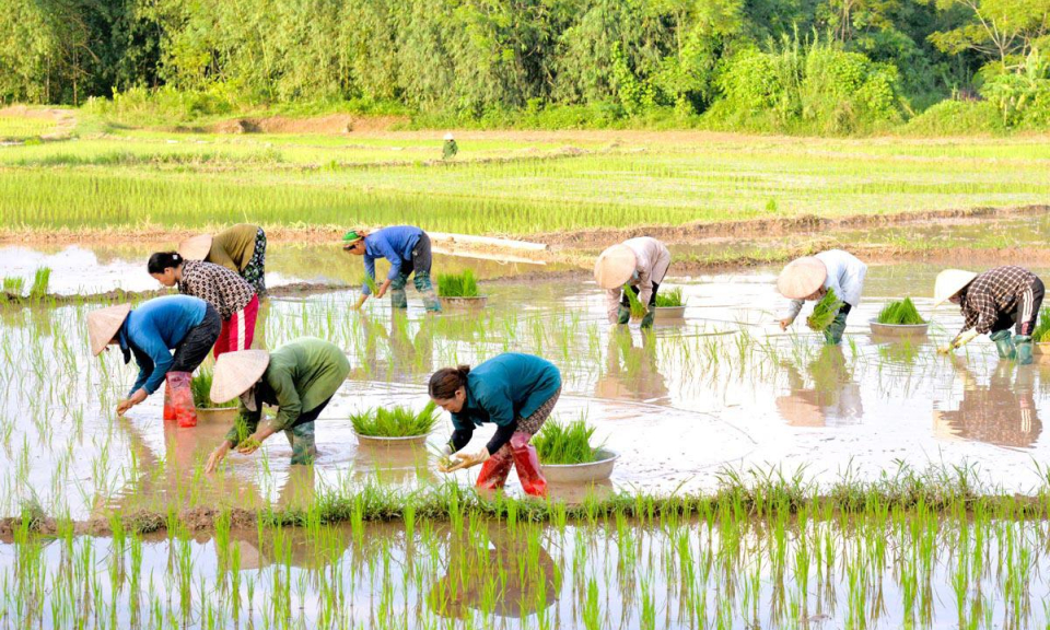 Khẩn trương gieo cấy l&uacute;a m&ugrave;a đ&uacute;ng khung thời vụ