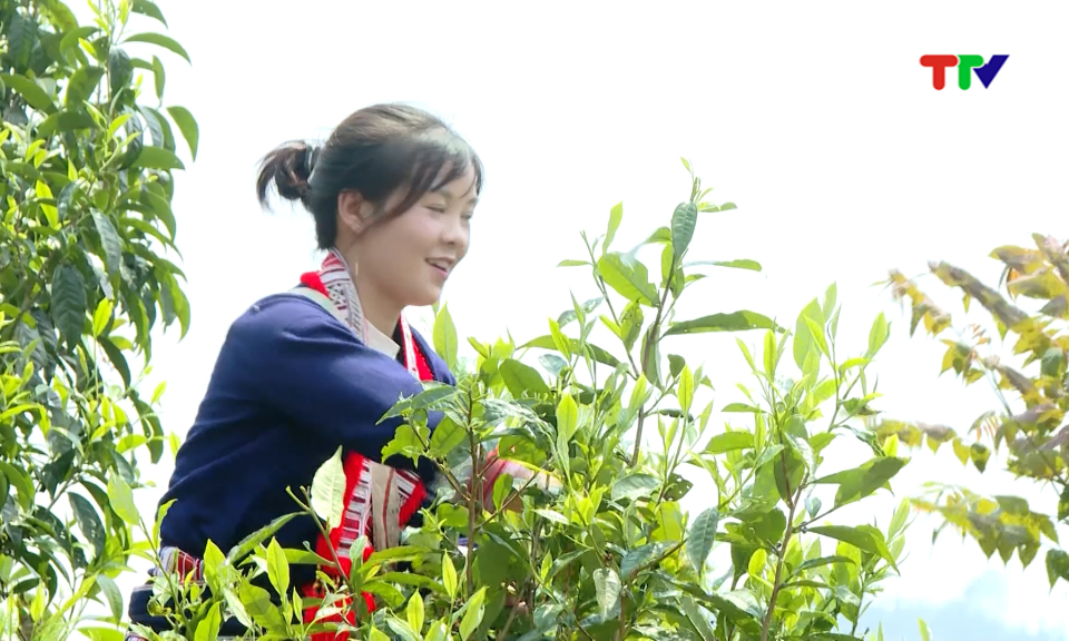 Mạch xanh giữa đại ng&agrave;n