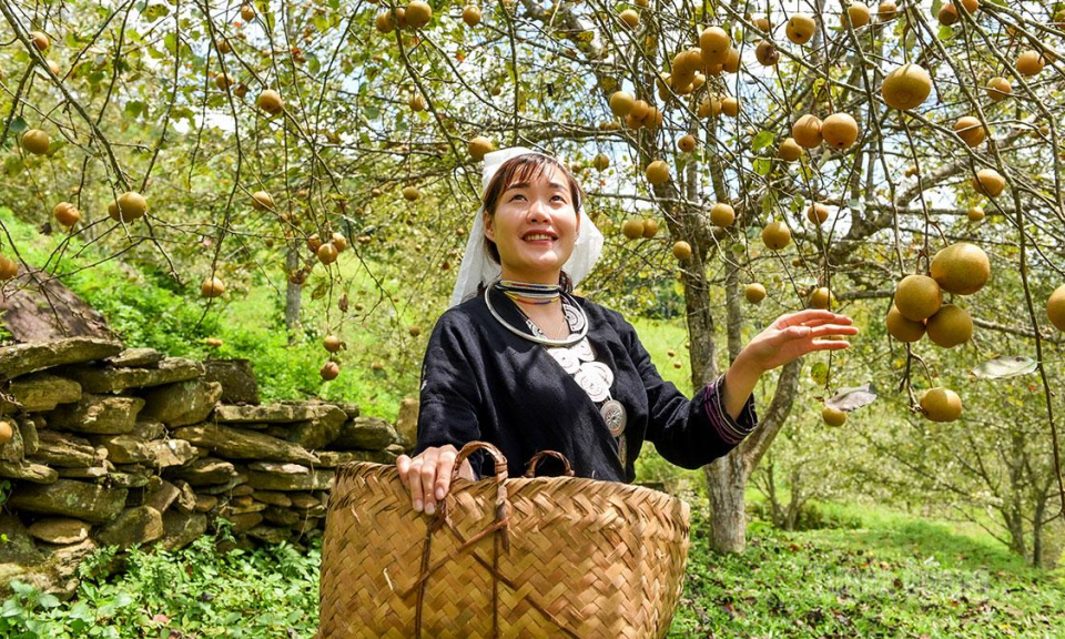 Thức qu&agrave; của n&uacute;i