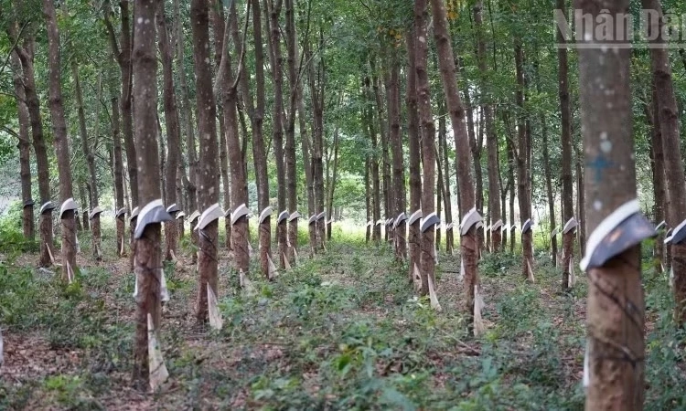 Chủ tịch Thượng viện Campuchia k&ecirc;u gọi th&uacute;c đẩy thương mại bi&ecirc;n giới với Việt Nam