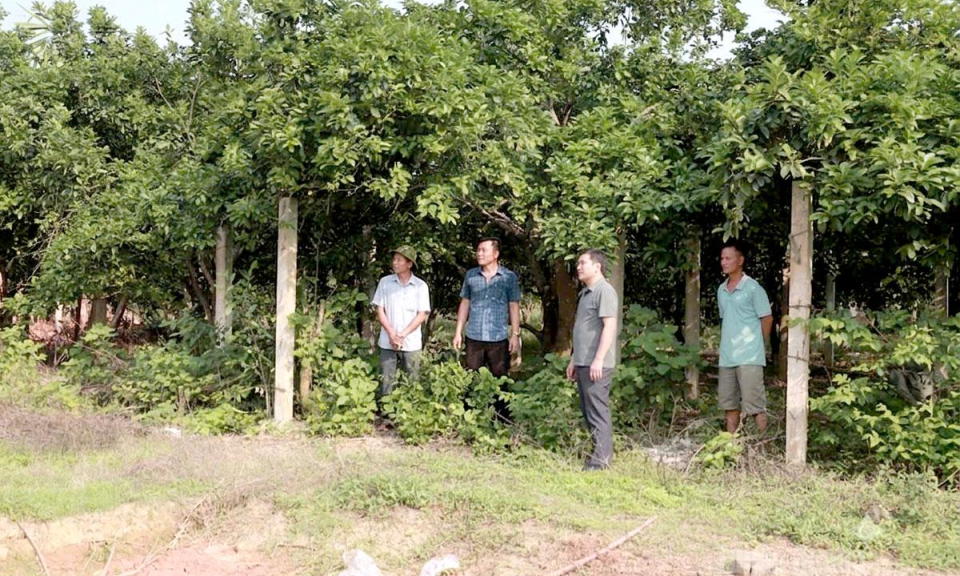 Gần D&acirc;n tạo đồng thuận