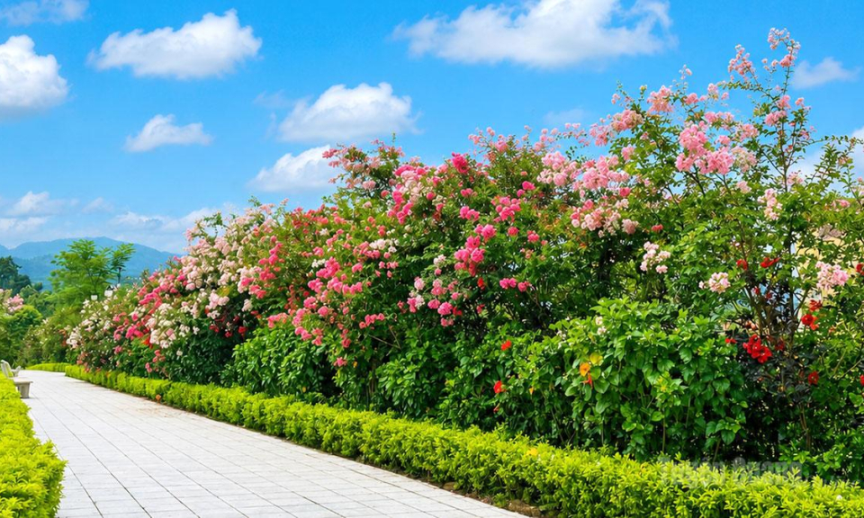 Quang B&igrave;nh rực rỡ m&ugrave;a hoa tường vi