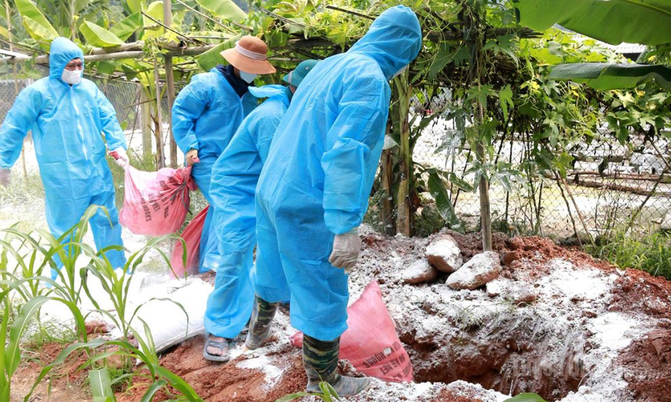 Xuất hiện dịch c&uacute;m gia cầm A/H5N1 tại x&atilde; T&acirc;n Quang
