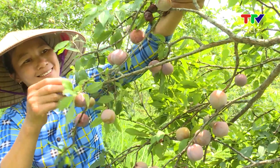 Th&ocirc;ng tin đối ngoại | Tỷ lệ hộ ngh&egrave;o v&ugrave;ng đồng b&agrave;o d&acirc;n tộc thiểu số giảm b&igrave;nh qu&acirc;n từ 4% trở l&ecirc;n