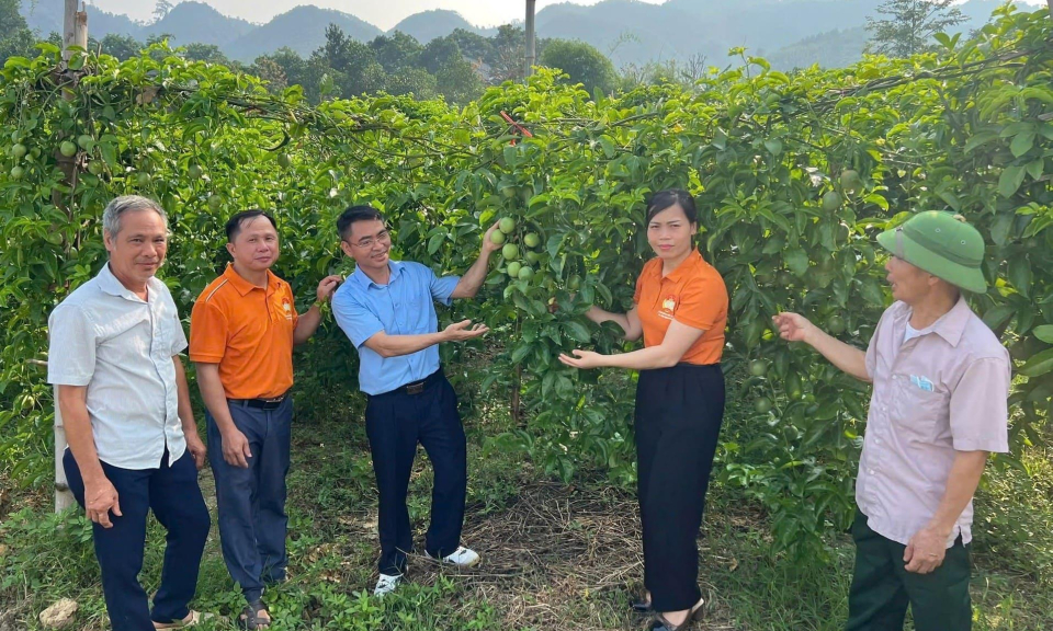 Mở hướng l&agrave;m gi&agrave;u từ c&acirc;y chanh d&acirc;y