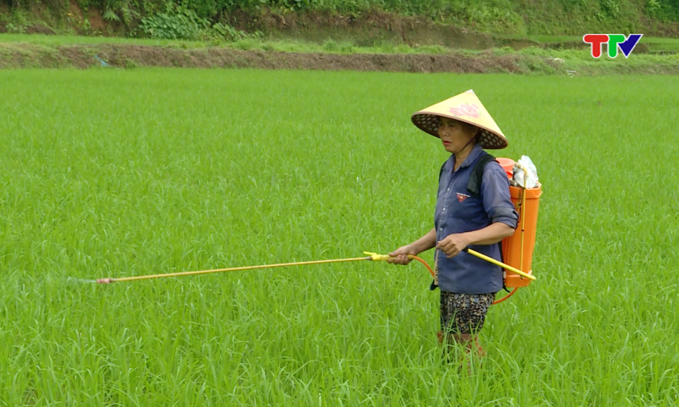 Triển vọng từ m&ocirc; h&igrave;nh li&ecirc;n kết sản xuất l&uacute;a giống h&agrave;ng h&oacute;a