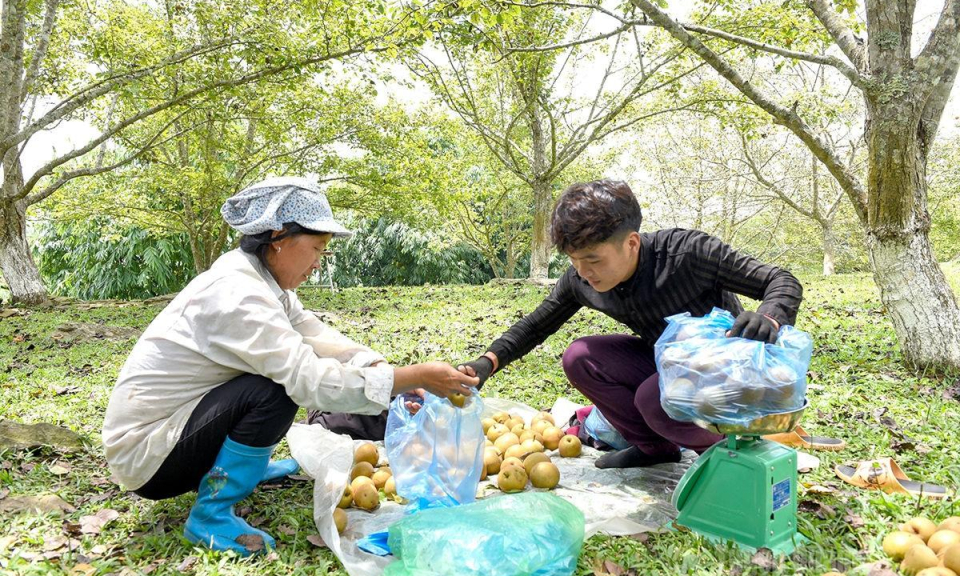 L&ecirc; Tuy&ecirc;n Quang được m&ugrave;a, được gi&aacute;