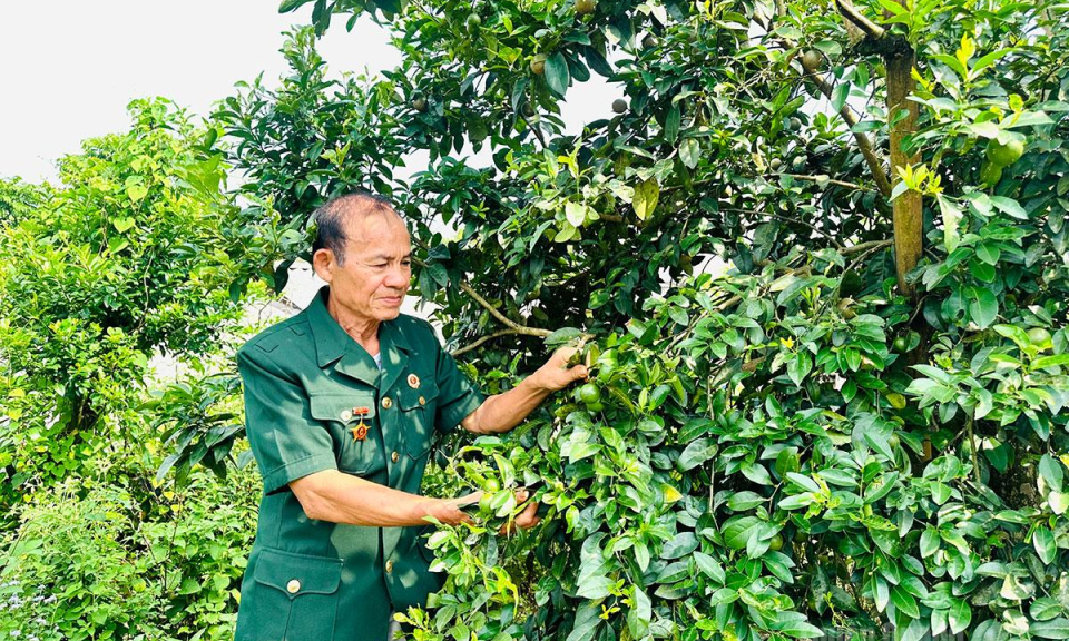 Tr&aacute;i ngọt từ &yacute; ch&iacute; người l&iacute;nh
