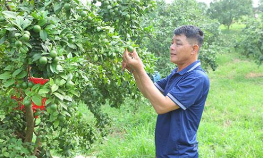 Quả ngọt từ tư duy đổi mới